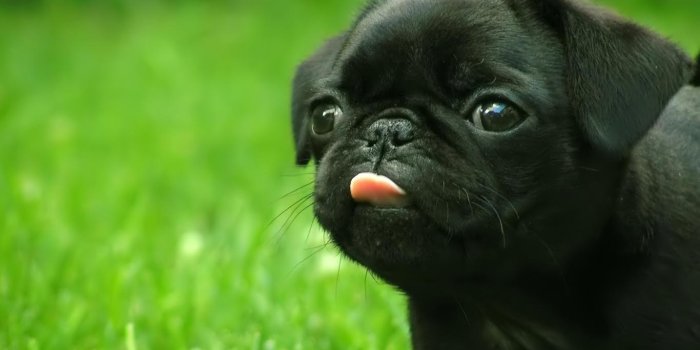 1366x768 77+] Pug Puppies Wallpaper