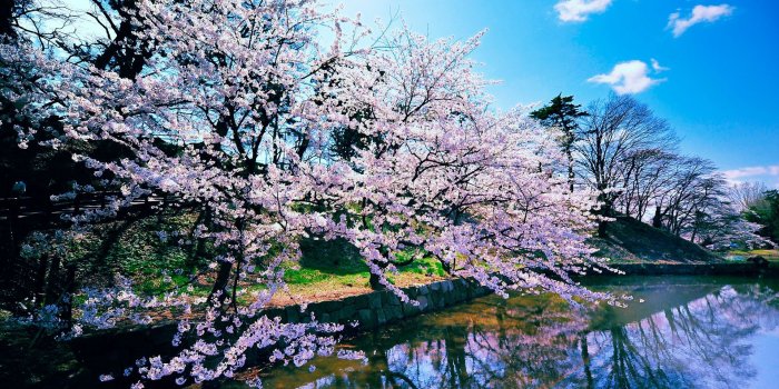 1920x1200 Cherry Blossom Trees Wallpapers | HD Wallpapers | Environment