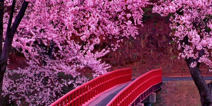 2560x1920 japanese foto blossom festivall | Free Download Wallpapers Cherry