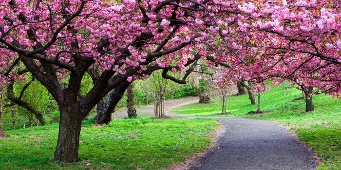 2560x1600 Sakura Flower Wallpapers