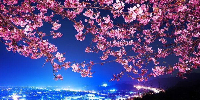 1680x1050 Ebs on paddle ideazzz | Cherry blossom wallpaper, Tree hd