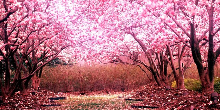 1920x1080 Beautiful cherry blossom trees [1920 × 1080] : wallpaper