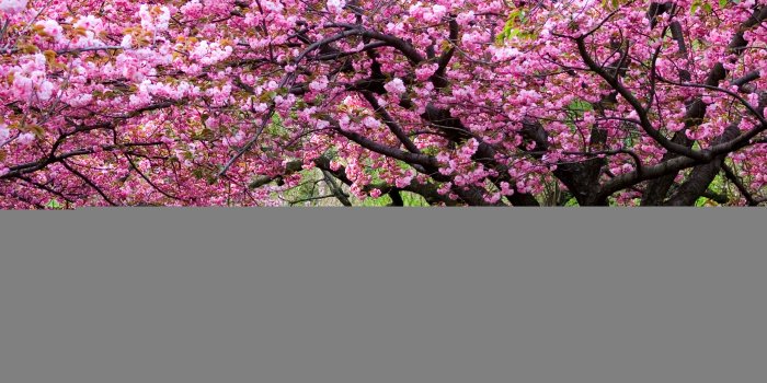 3840x2160 118 Cherry Blossom Hd Wallpapers - Cherry Blossom Tree Hd (#135313
