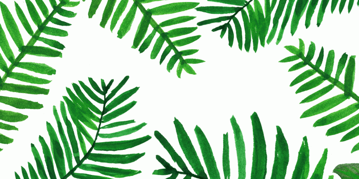 1440x900 Palm Leaves Wallpapers