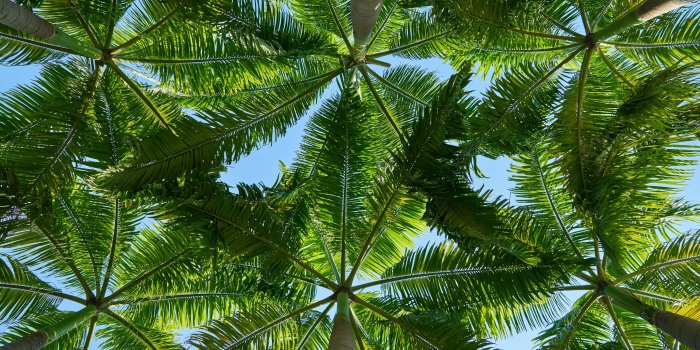 5120x2880 Palm Trees ❤ 4K HD Desktop Wallpaper for 4K Ultra HD TV • Wide