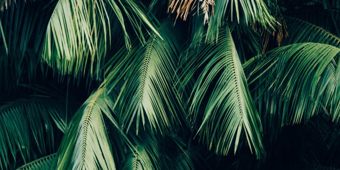 3280x4928 Download Palm Tree Leaves Android Wallpaper | Yes Android