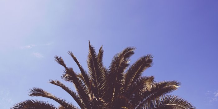7200x4800 Download wallpaper 7200x4800 palm, tree, leaves hd background