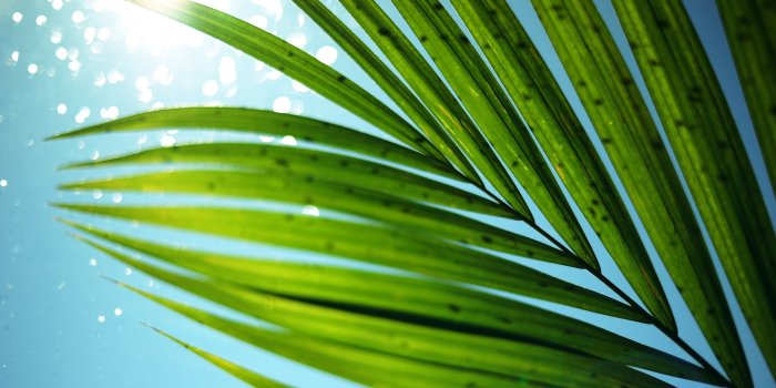 2560x1600 Cp Paurb: Palm Leaves Macro majestisc palm tree leaf