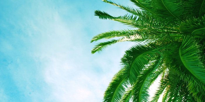 3840x2160 Palm Tree Leaves Wallpaper (104+ images in Collection) Page 2