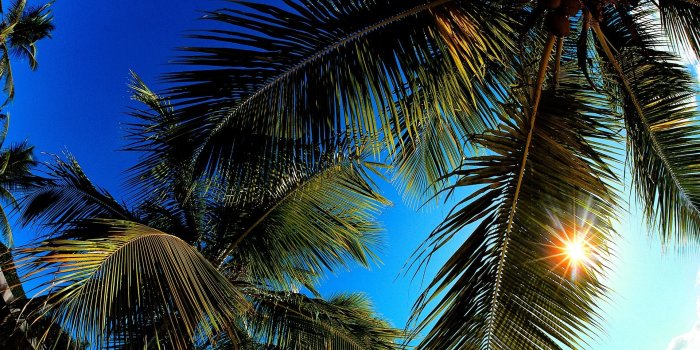 1920x1080 11 Lovely HD Palm Leaf Wallpapers