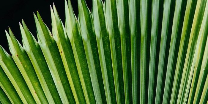 728x1092 HD wallpaper: plant, leaves, green, surface, green color, leaf, palm