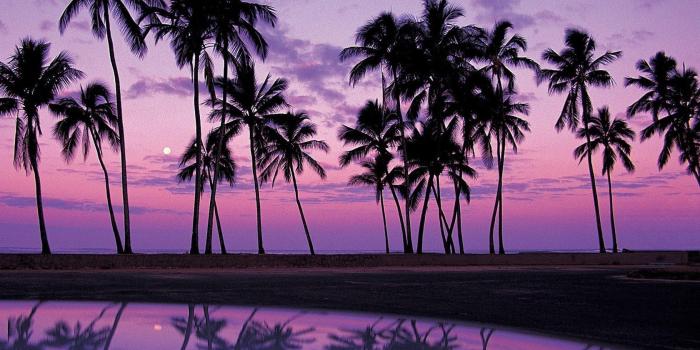 1680x1050 Landscapes palm trees Oahu wallpaper | 1680x1050 | 307391 | WallpaperUP