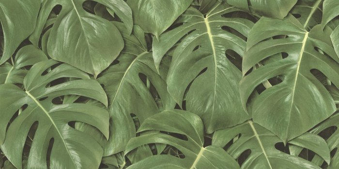 1800x1800 Details About Tropical Jungle Leaves Palm Tree Wallpaper - Amazon