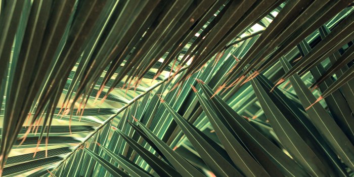 5184x3456 Green leaves, palm trees, nature, plants, leaves HD wallpaper