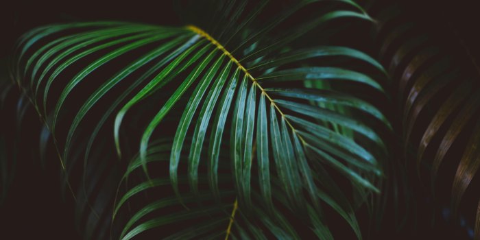 5321x3547 Palm Tree Leaves Wallpaper (40+), Download 4K Wallpapers For Free