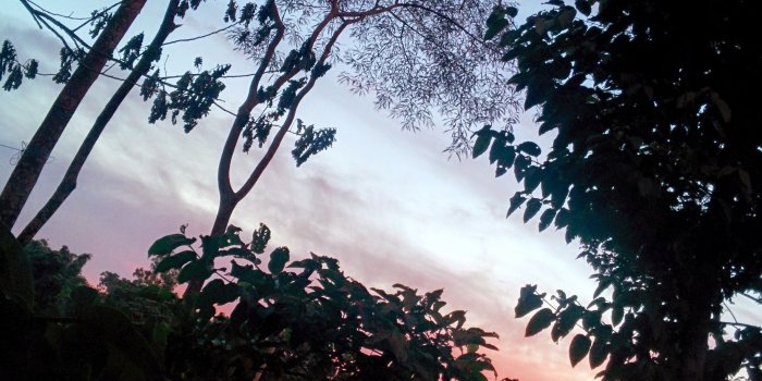 2368x3200 2823750 nature sunset palm trees leaves green robeul wallpaper and