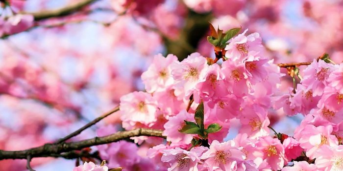 1080x1920 Free HD Cherry Blossom Tree Phone Wallpaper...1141