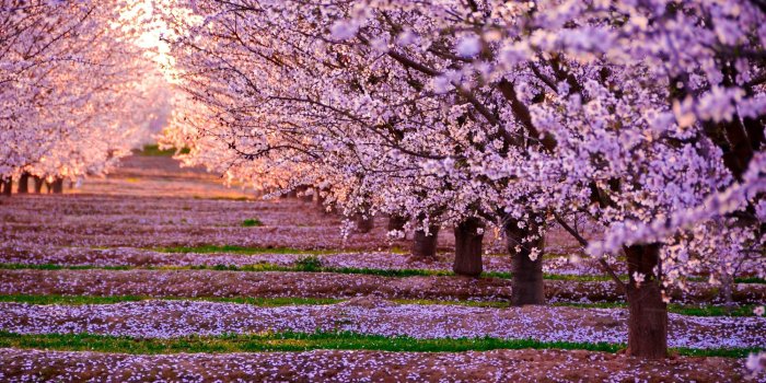 2000x1251 Purple cherry blossom trees, nature, landscape, pink flowers, trees
