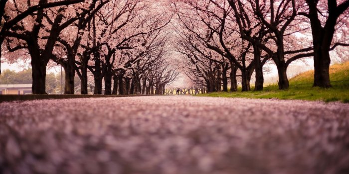 1920x1200 Cherry Blossom Tree Wallpaper (60+ images)