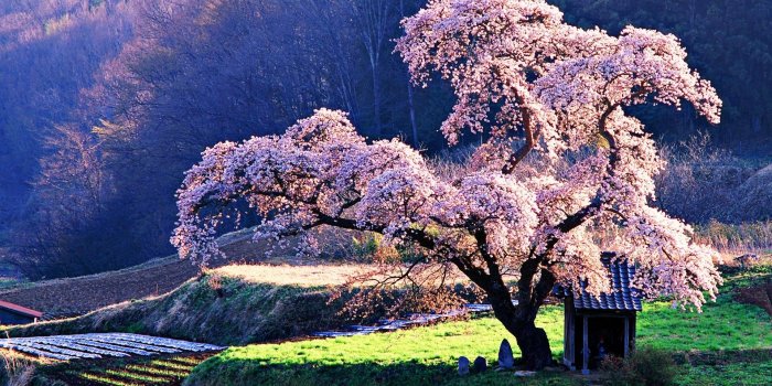 1920x1080 Sakura, Sakura (Cherry Blossom), Tree HD Wallpaper & Background