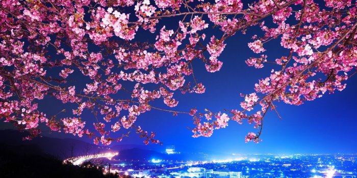 1920x1200 Cherry Blossom Tree Wallpapers HD