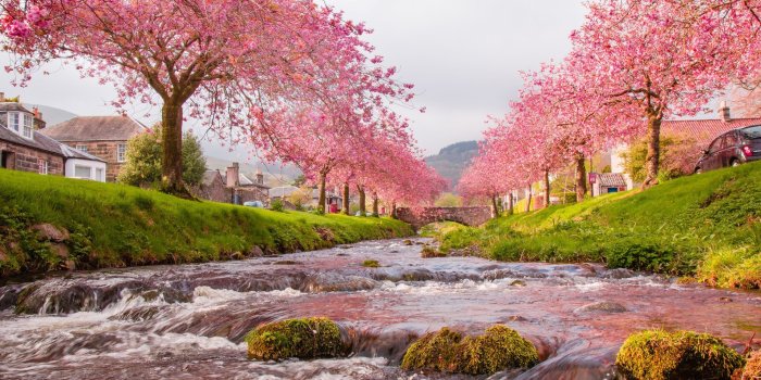 2560x1600 30+ Cherry Blossom Landscape Wallpapers - Download at WallpaperBro