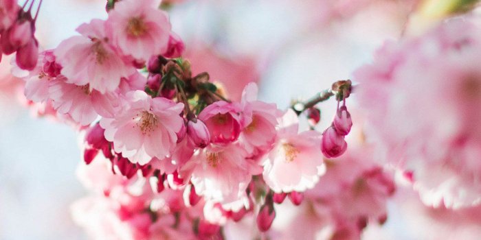 1242x2208 iPhone6papers.com | iPhone 6 wallpaper | nx72-spring-cherry-blossom