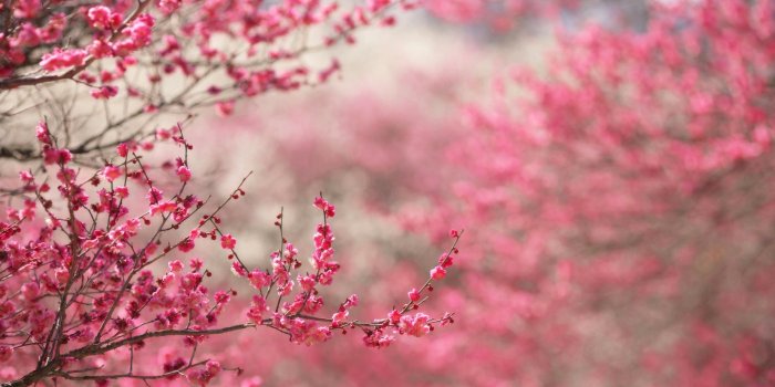 2560x1600 Pink Cherry Blossom Tree HD Wallpaper, Background Images