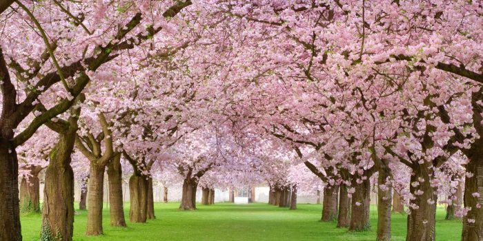 2560x1600 Nature Cherry Blossoms Trees Photography Wallpaper HD #6376 - Ongur