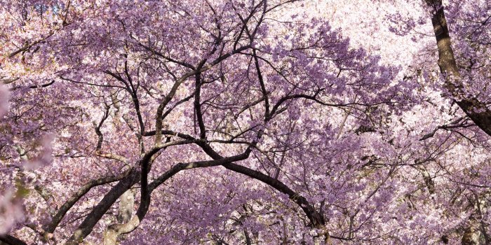5120x2880 Pink Cherry Blossom Tree Japan ❤ 4K HD Desktop Wallpaper for 4K