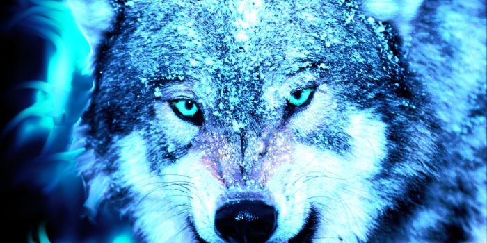 1280x1024 Blue Wolf Wallpapers - Top Free Blue Wolf Backgrounds - WallpaperAccess