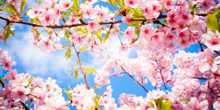 2560x1440 Download 2560x1440 Cherry Blossom, Sakura, Tree, Branches, Spring