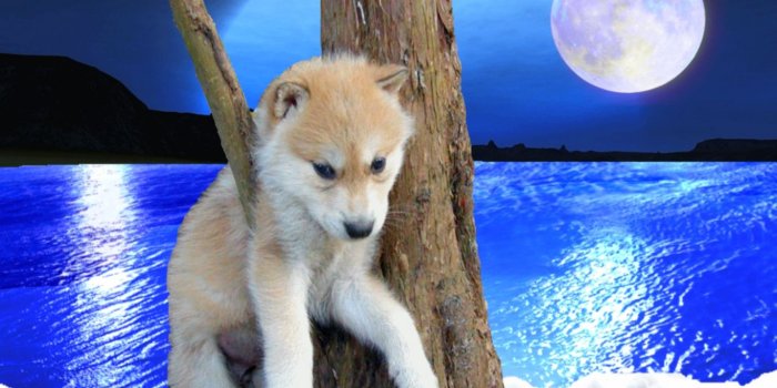 1366x768 HD Wolf Wallpapers | Free Wallpapers