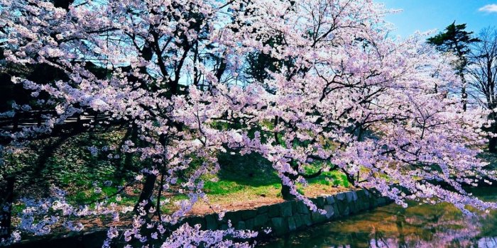 1280x1024 Cherry Blossom Trees ❤ 4K HD Desktop Wallpaper for 4K Ultra HD TV
