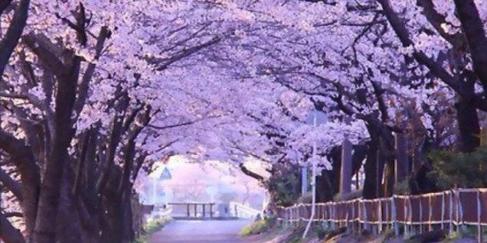1080x1920 Sakura Blossom Street #iPhone #6 #plus #wallpaper | iPhone 6~8