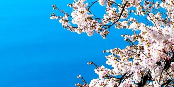 720x1280 Cherry Blossom, Tree, Water, Plant, Spring HD Wallpaper for Android