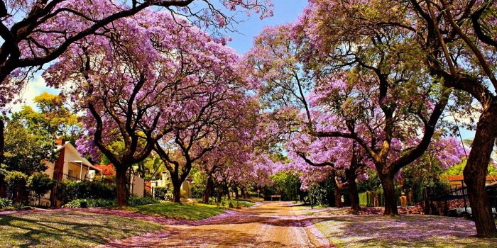 1600x900 44+] Sakura Tree Wallpaper on WallpaperSafari