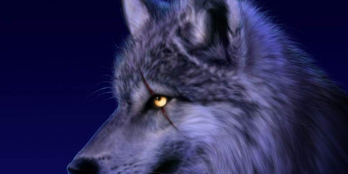 1000x800 cool-wolf-wallpapers-26 - Fun Chap