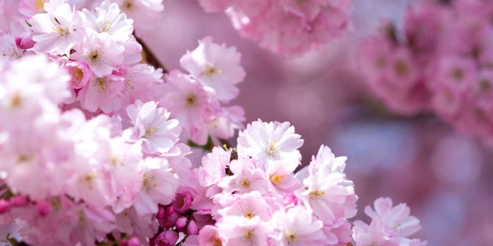 2219x1248 cherry blossom images – manibon.club