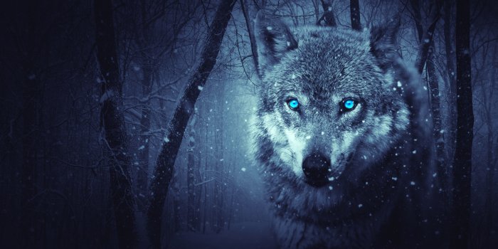 5616x3744 40+ Red Wolf Wallpapers - Download at WallpaperBro