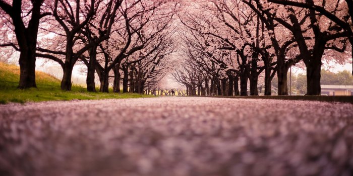 1920x1200 Cherry Blossom Tree At Night HD Wallpaper, Background Images