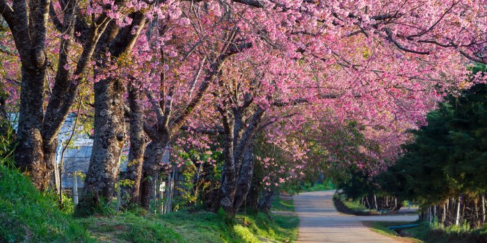 5616x3744 5089231 Road, Blossom, Tree, Pink Flower, Earth, Cherry Blossom