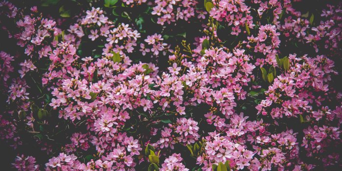 5184x3456 Pink cherry blossom tree HD wallpaper | Wallpaper Flare
