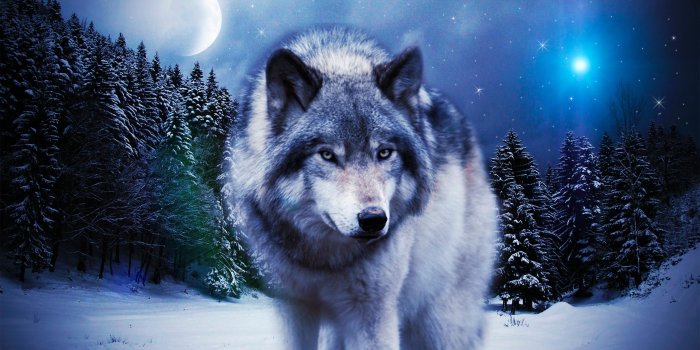 3415x1920 Wolf Wallpapers (80+ pictures)