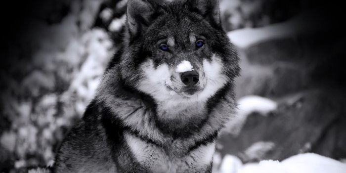 1920x1200 HD Wallpapers Wolf (86+)