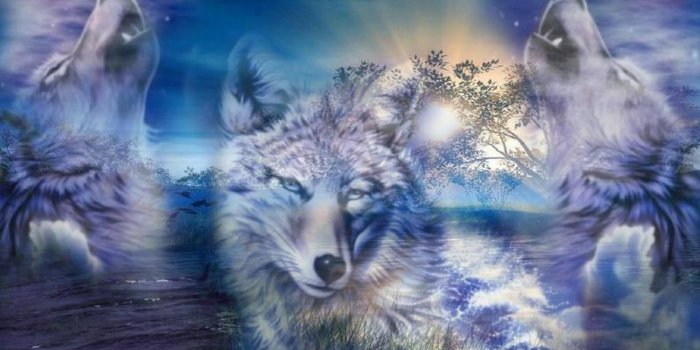 1920x1080 Cool Wolf Wallpaper (29+ images) on Genchi.info