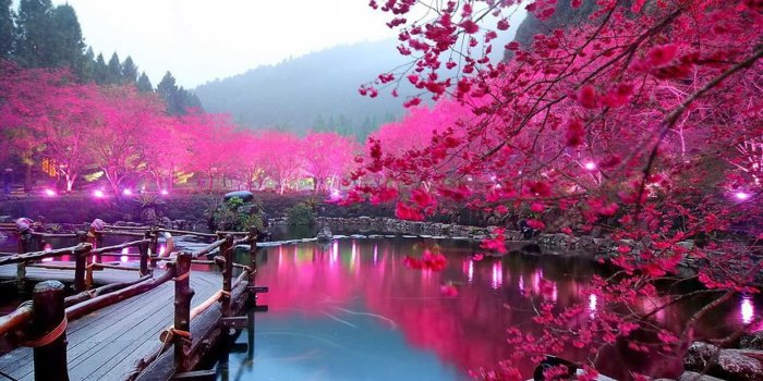 1920x1200 Japanese cherry blossom wallpaper Gallery