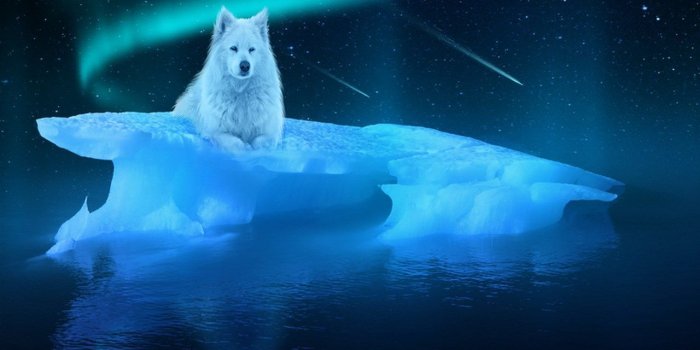 1280x816 Arctic Wolf Wallpapers - Cool Arctic Wolf Background (#369637) - HD