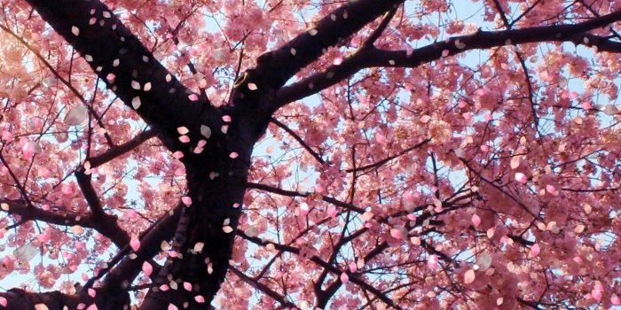 1600x900 Sakura Flower Wallpapers