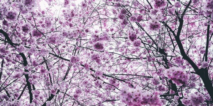 3840x5760 Cherry Blossom Trees - Free Stock Photo, Image, Wallpaper, HD Picture